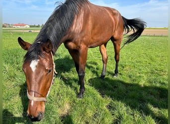 Caballo de deporte alemán, Caballo castrado, 5 años, 178 cm, Castaño