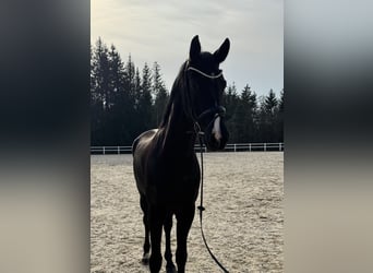 Caballo de deporte alemán, Caballo castrado, 5 años, 178 cm, Negro