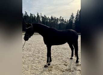 Caballo de deporte alemán, Caballo castrado, 5 años, 178 cm, Negro