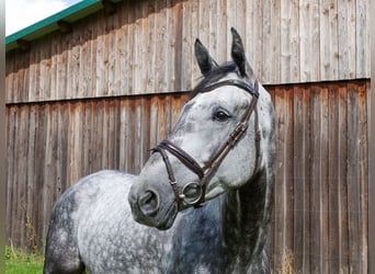 Caballo de deporte alemán, Caballo castrado, 5 años, 180 cm, Tordo