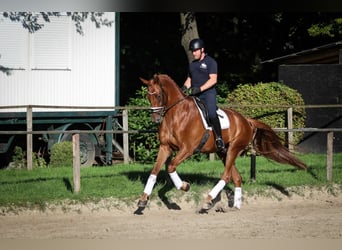 Caballo de deporte alemán, Caballo castrado, 5 años, 182 cm, Alazán