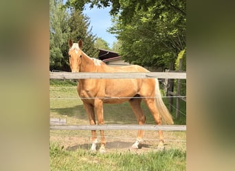 Caballo de deporte alemán, Caballo castrado, 5 años, 190 cm, Palomino