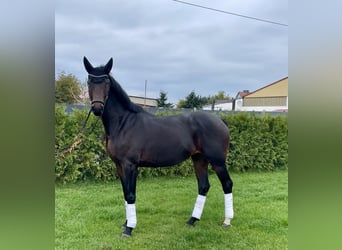 Caballo de deporte alemán, Caballo castrado, 5 años, Castaño