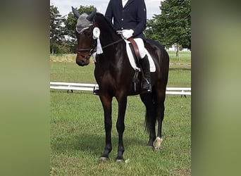 Caballo de deporte alemán, Caballo castrado, 5 años, Castaño