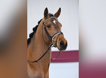 Caballo de deporte alemán, Caballo castrado, 5 años, Castaño