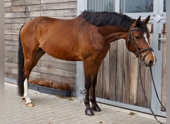 Caballo de deporte alemán, Caballo castrado, 6 años, 153 cm, Castaño
