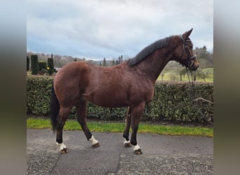 Caballo de deporte alemán, Caballo castrado, 6 años, 162 cm, Castaño