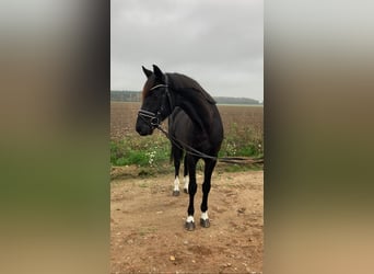 Caballo de deporte alemán, Caballo castrado, 6 años, 163 cm, Negro