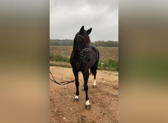 Caballo de deporte alemán, Caballo castrado, 6 años, 163 cm, Negro