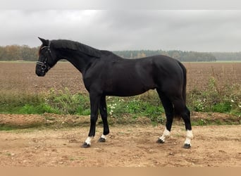 Caballo de deporte alemán, Caballo castrado, 6 años, 163 cm, Negro