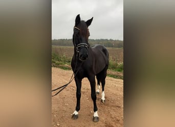 Caballo de deporte alemán, Caballo castrado, 6 años, 163 cm, Negro