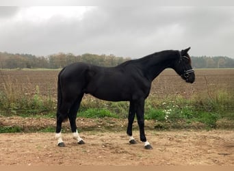 Caballo de deporte alemán, Caballo castrado, 6 años, 163 cm, Negro