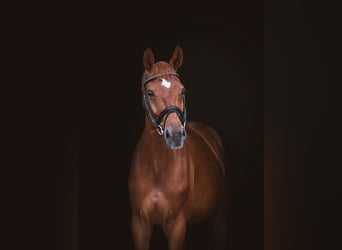 Caballo de deporte alemán, Caballo castrado, 6 años, 164 cm, Alazán