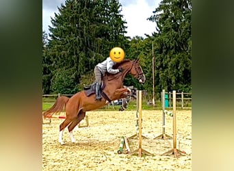 Caballo de deporte alemán, Caballo castrado, 6 años, 165 cm, Alazán