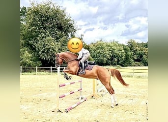 Caballo de deporte alemán, Caballo castrado, 6 años, 165 cm, Alazán