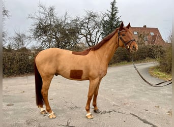 Caballo de deporte alemán, Caballo castrado, 6 años, 165 cm, Alazán