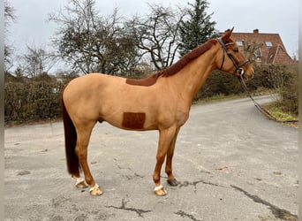 Caballo de deporte alemán, Caballo castrado, 6 años, 165 cm, Alazán