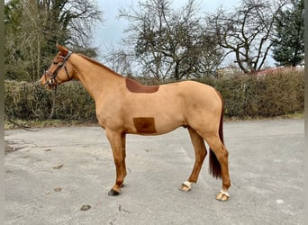 Caballo de deporte alemán, Caballo castrado, 6 años, 165 cm, Alazán