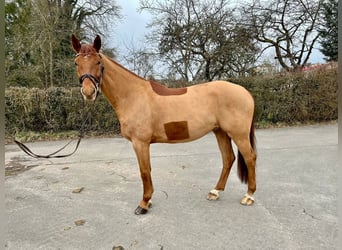 Caballo de deporte alemán, Caballo castrado, 6 años, 165 cm, Alazán