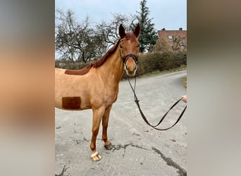 Caballo de deporte alemán, Caballo castrado, 6 años, 165 cm, Alazán