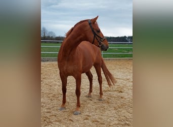 Caballo de deporte alemán, Caballo castrado, 6 años, 165 cm, Alazán-tostado