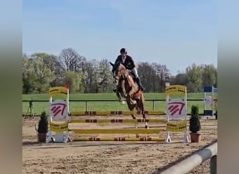 Caballo de deporte alemán, Caballo castrado, 6 años, 165 cm, Alazán-tostado