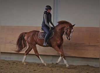 Caballo de deporte alemán, Caballo castrado, 6 años, 165 cm, Alazán-tostado