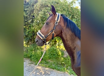 Caballo de deporte alemán, Caballo castrado, 6 años, 165 cm, Castaño