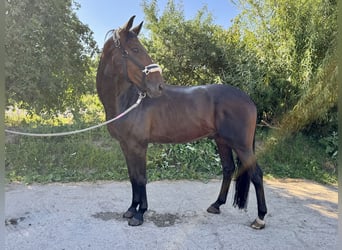 Caballo de deporte alemán, Caballo castrado, 6 años, 165 cm, Castaño