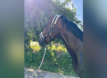 Caballo de deporte alemán, Caballo castrado, 6 años, 165 cm, Castaño