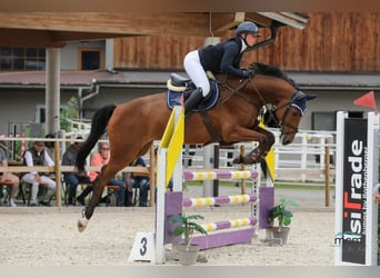 Caballo de deporte alemán, Caballo castrado, 6 años, 165 cm, Castaño