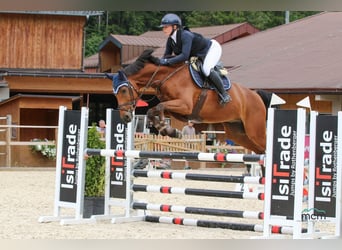 Caballo de deporte alemán, Caballo castrado, 6 años, 165 cm, Castaño