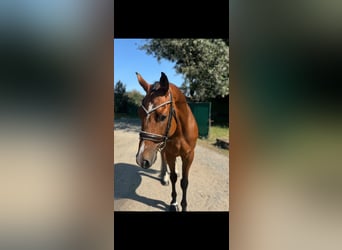 Caballo de deporte alemán, Caballo castrado, 6 años, 165 cm, Castaño rojizo