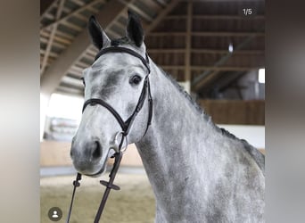 Caballo de deporte alemán, Caballo castrado, 6 años, 165 cm, Tordo