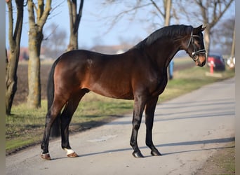 Caballo de deporte alemán, Caballo castrado, 6 años, 166 cm, Castaño