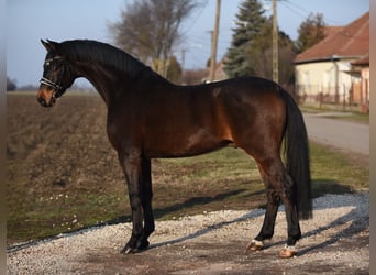 Caballo de deporte alemán, Caballo castrado, 6 años, 166 cm, Castaño