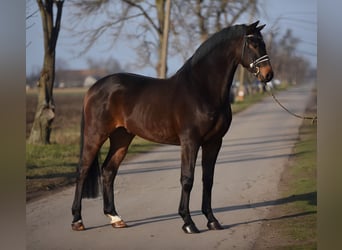 Caballo de deporte alemán, Caballo castrado, 6 años, 166 cm, Castaño