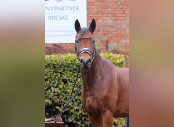 Caballo de deporte alemán, Caballo castrado, 6 años, 166 cm, Castaño