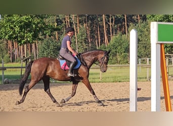 Caballo de deporte alemán, Caballo castrado, 6 años, 166 cm, Castaño oscuro