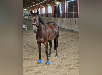 Caballo de deporte alemán, Caballo castrado, 6 años, 166 cm, Castaño oscuro