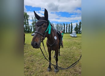 Caballo de deporte alemán, Caballo castrado, 6 años, 166 cm, Castaño oscuro