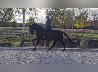 Caballo de deporte alemán, Caballo castrado, 6 años, 166 cm, Castaño oscuro