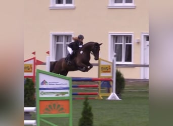 Caballo de deporte alemán, Caballo castrado, 6 años, 166 cm, Castaño oscuro