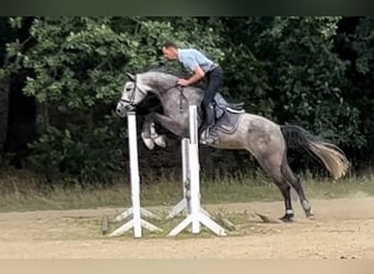 Caballo de deporte alemán, Caballo castrado, 6 años, 166 cm, Tordo rodado