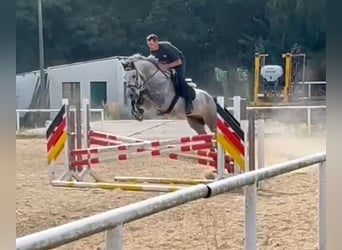 Caballo de deporte alemán, Caballo castrado, 6 años, 166 cm, Tordo rodado