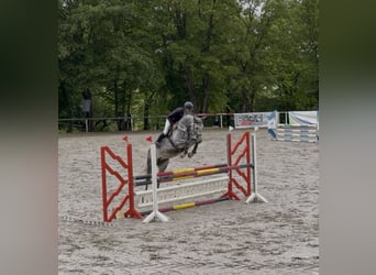 Caballo de deporte alemán, Caballo castrado, 6 años, 166 cm, Tordo rodado