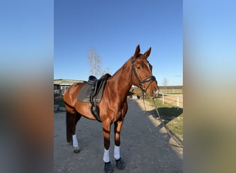 Caballo de deporte alemán, Caballo castrado, 6 años, 167 cm, Alazán