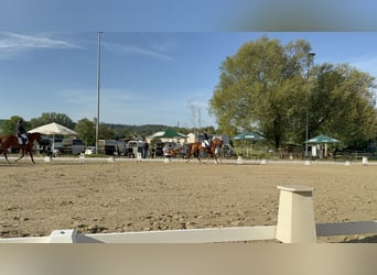 Caballo de deporte alemán, Caballo castrado, 6 años, 167 cm, Alazán