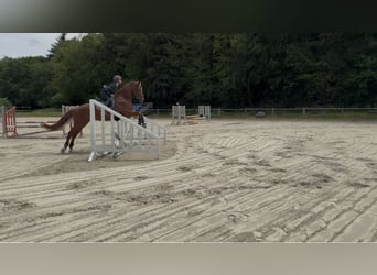 Caballo de deporte alemán, Caballo castrado, 6 años, 167 cm, Alazán