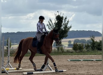 Caballo de deporte alemán, Caballo castrado, 6 años, 167 cm, Alazán